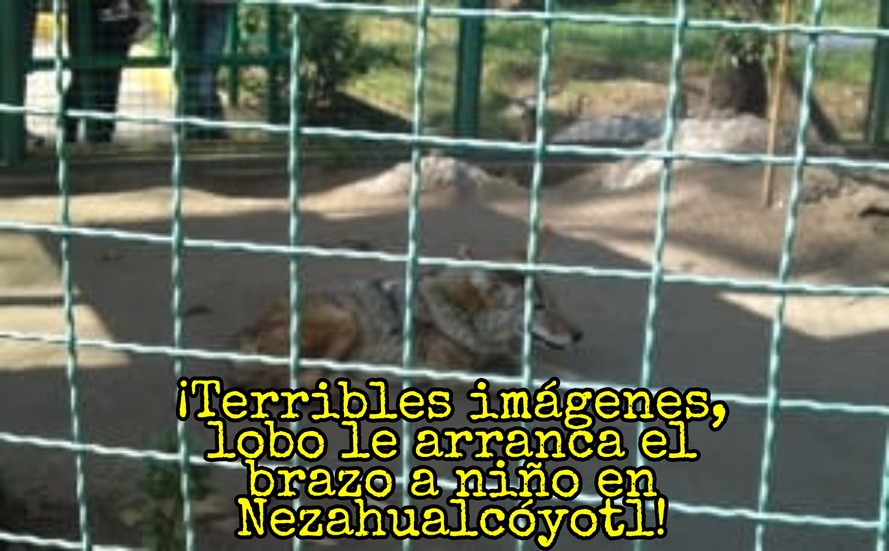 Fotos del niño atacado por un lobo en zoológico del pueblo en Neza
